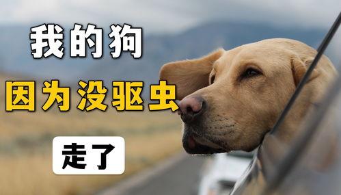 狗什么网站在线视频,狗什么网站在线视频深度解析