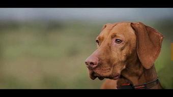 狗什么网站在线视频,狗什么网站在线视频深度解析