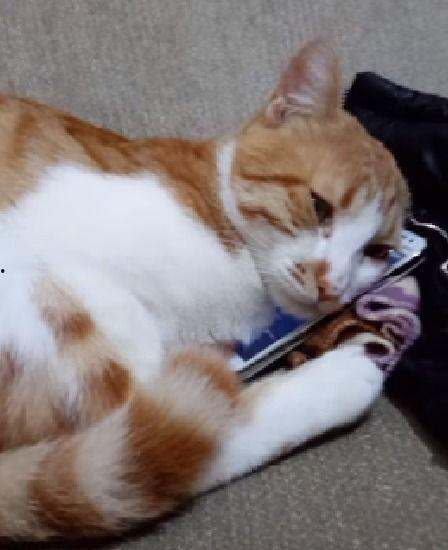 青青橘猫在线视频