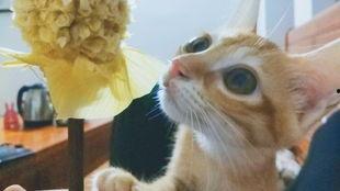 青青橘猫在线视频