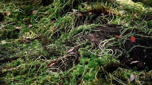 野草免费观看在线视频,免费在线观看，探索自然之美