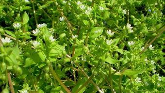 野草免费观看在线视频,免费在线观看，探索自然之美