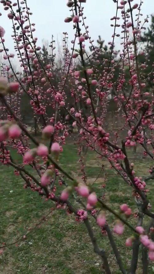 春暖花开 在线视频区